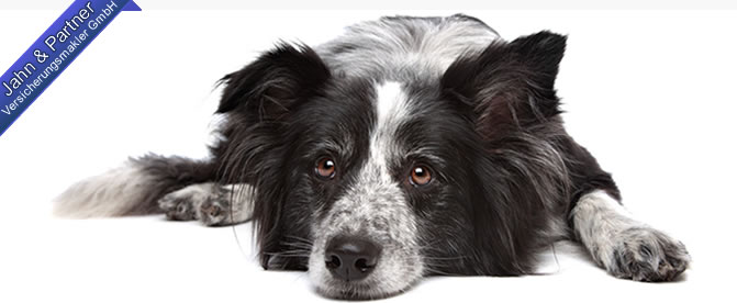 Hundehalterhaftpflicht-Versicherung Haftpflichtversicherung für Hunde